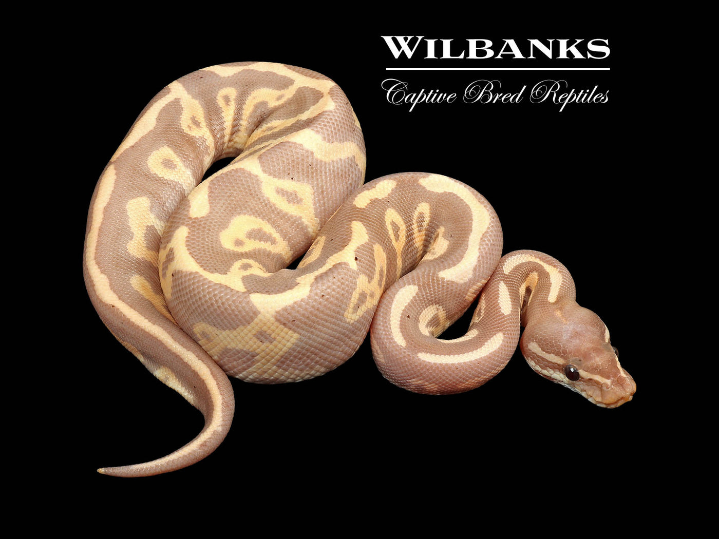 Banana Blackhead Leopard Ball Python ♂ '24