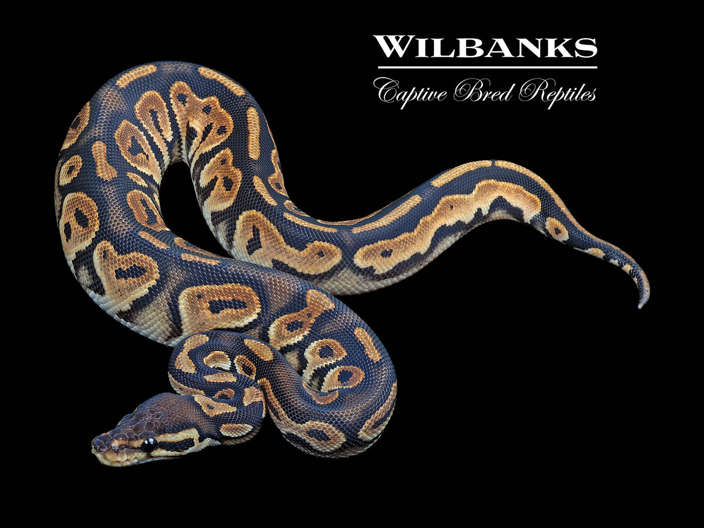 Orange Dream Black Pastel Ball Python ♀ '24