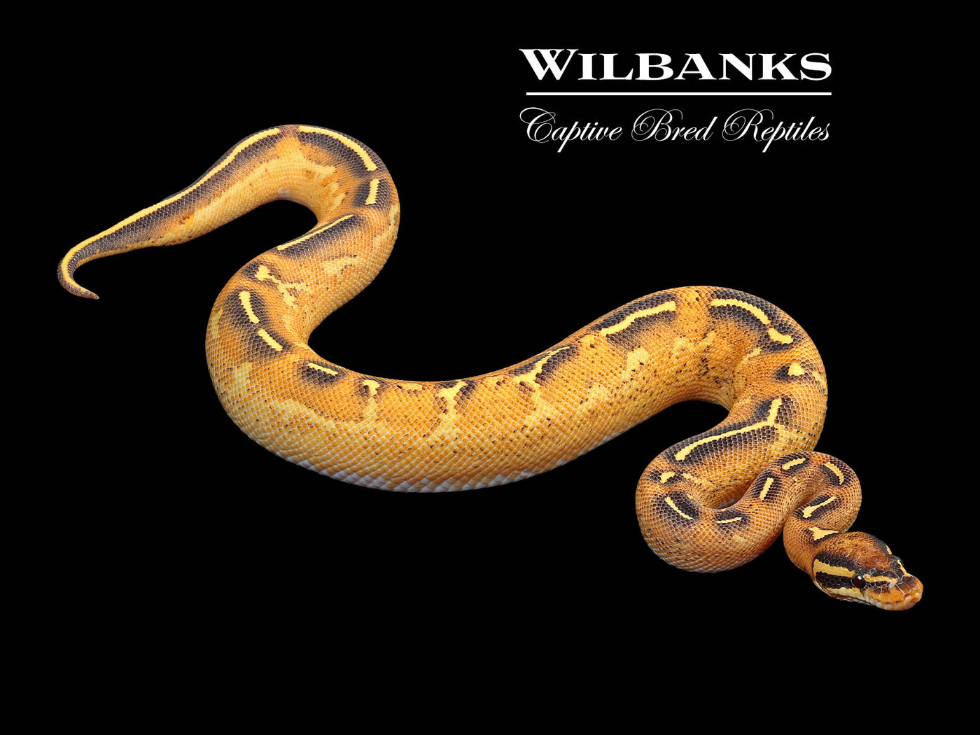 Orange Dream Freeway Ball Python ♂ '24