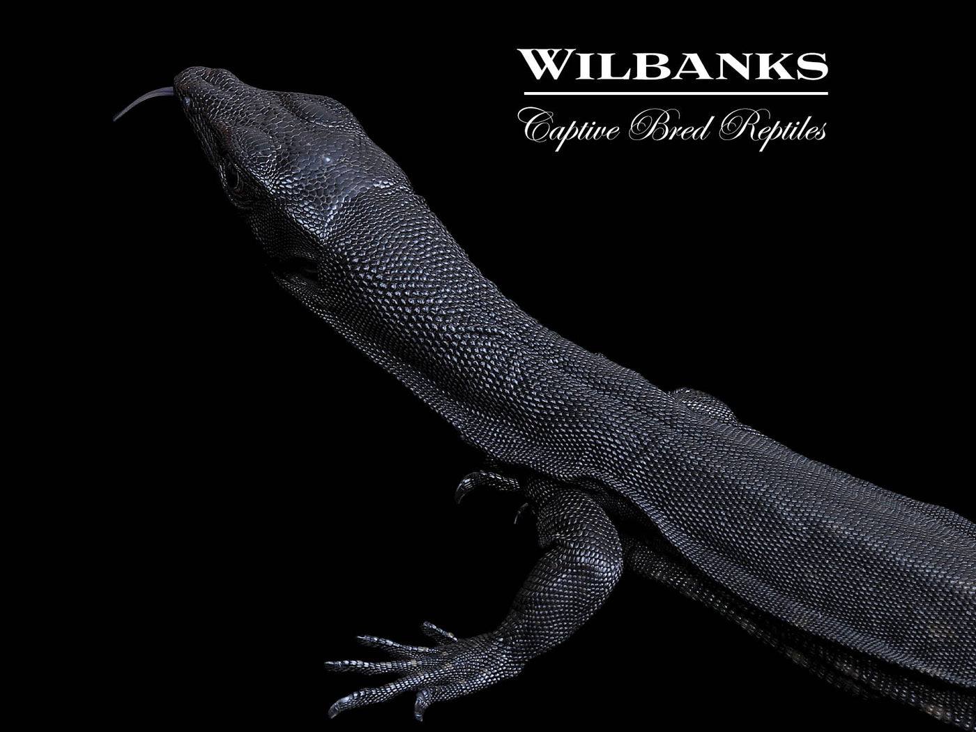 Black Dragon Asian Water Monitor USCBB '24