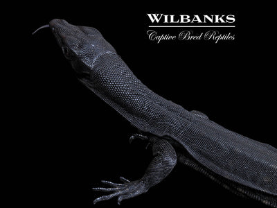 Black Dragon Asian Water Monitor USCBB '24