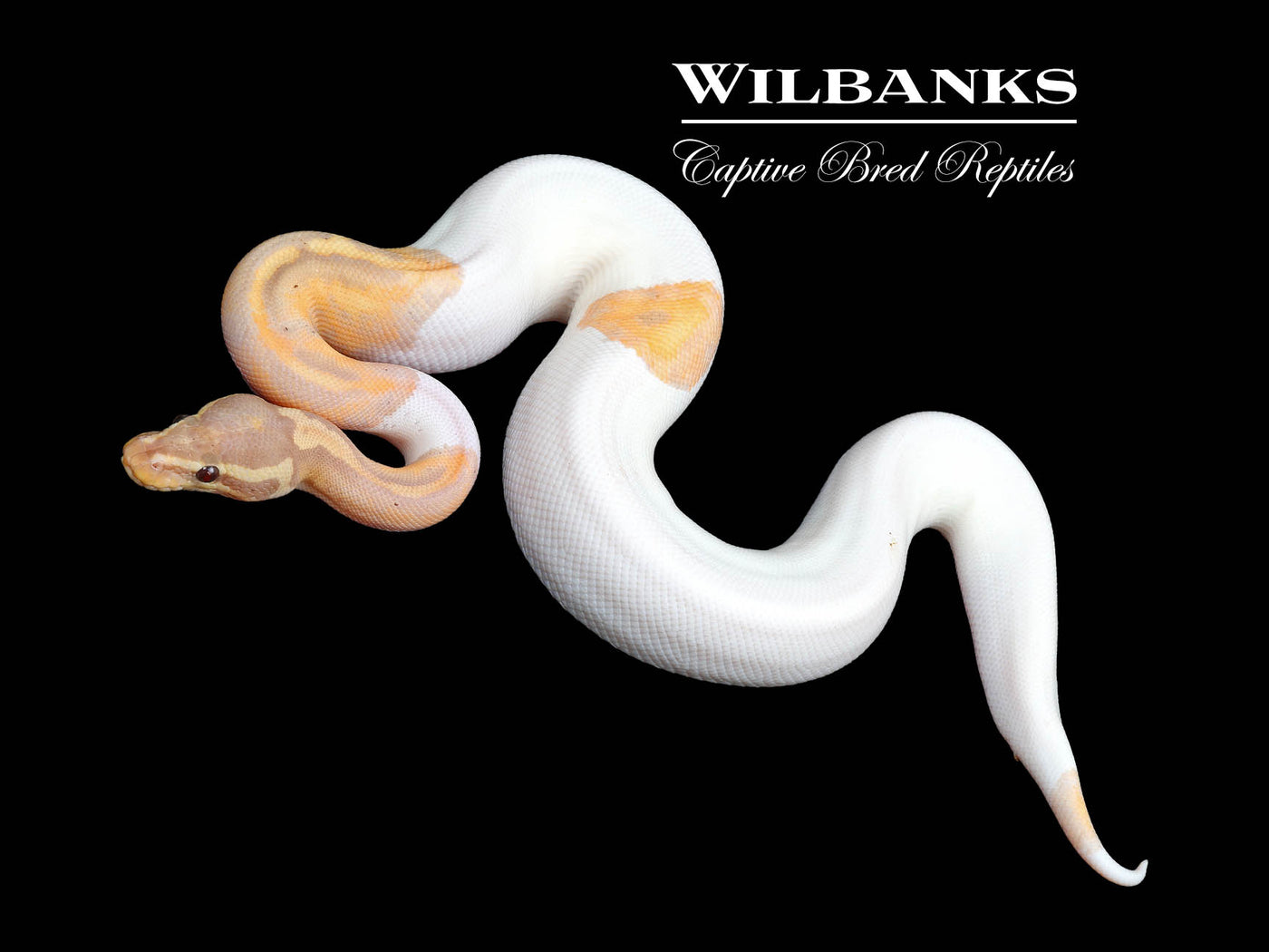 Banana Pied Ball Python ♂ '24