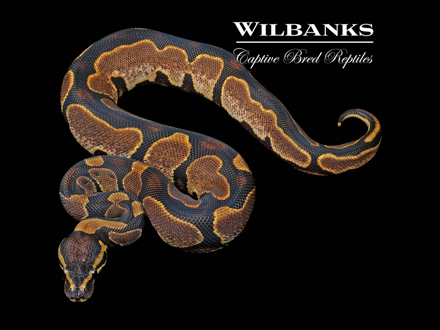 Sugar 100% Het. Pied Ball Python ♂ '24