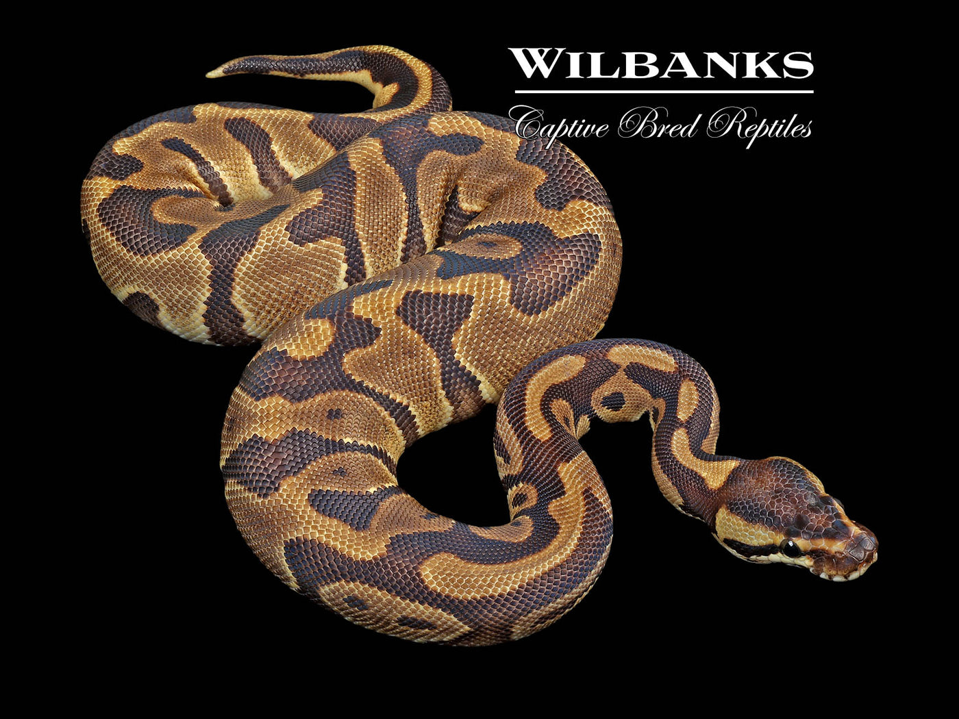 Enchi Leopard 100% Het. Albino Ball Python ♀ '24