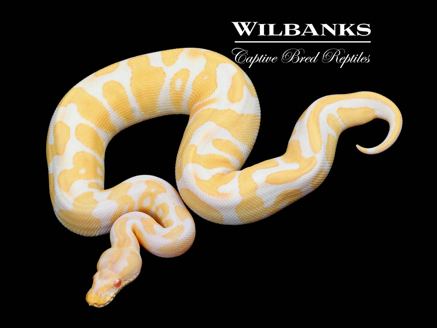 Albino Leopard Ball Python ♀ '24