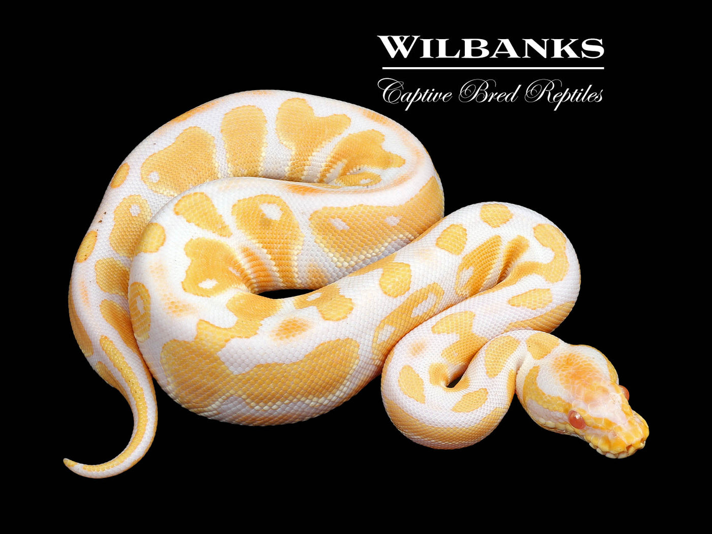 Albino Ball Python ♀ '24