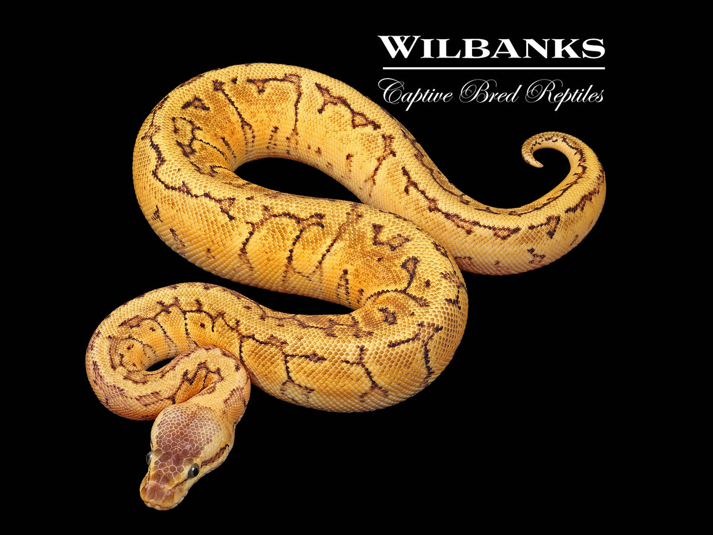 Lemon Blast Ball Python ♀ '24