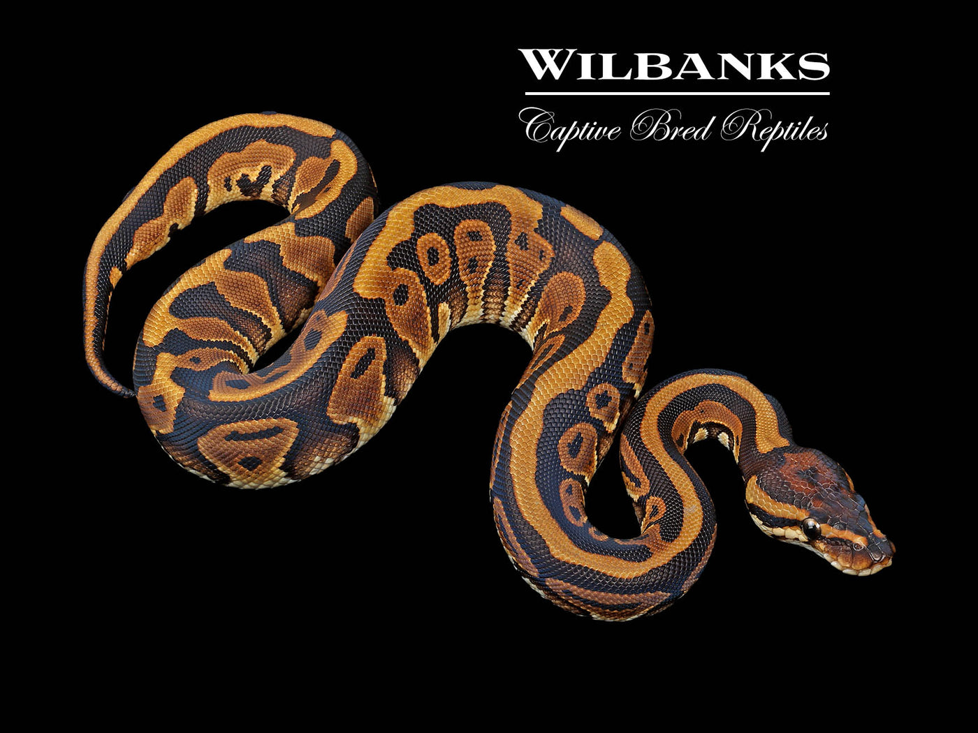 Leopard Special Ball Python ♀ '24