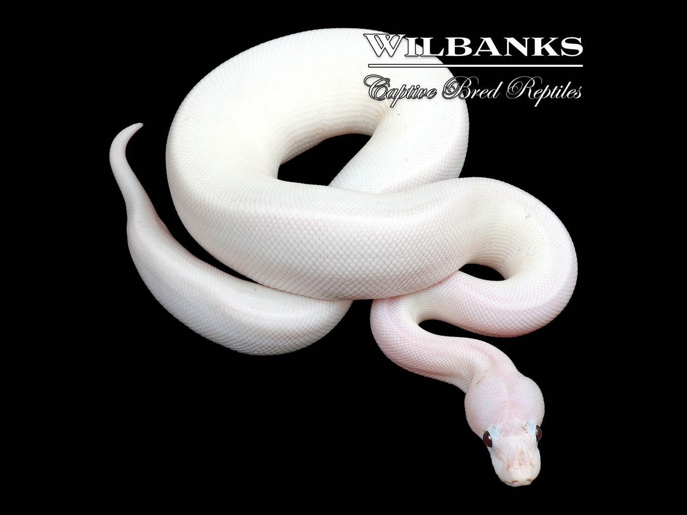 Banana Super Fire Ball Python ♂ '24