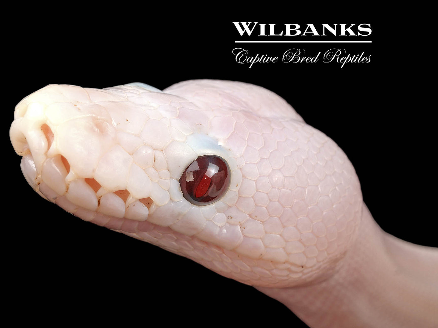 Banana Super Fire Ball Python ♂ '24