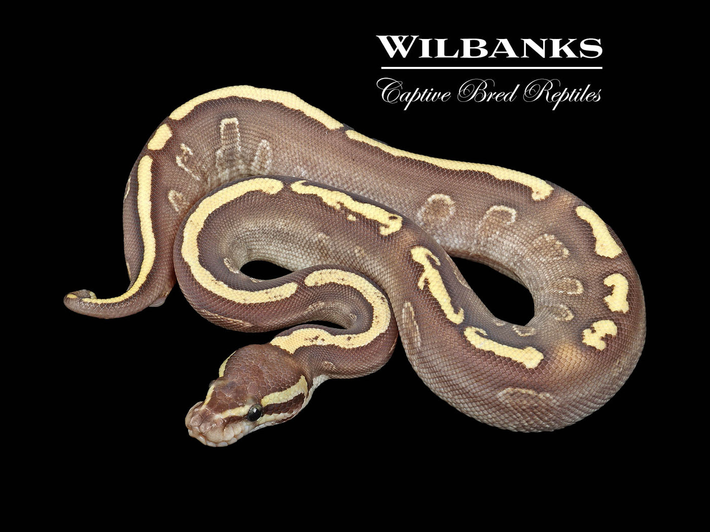 Mojave GHI Fire Ball Python ♀ '24