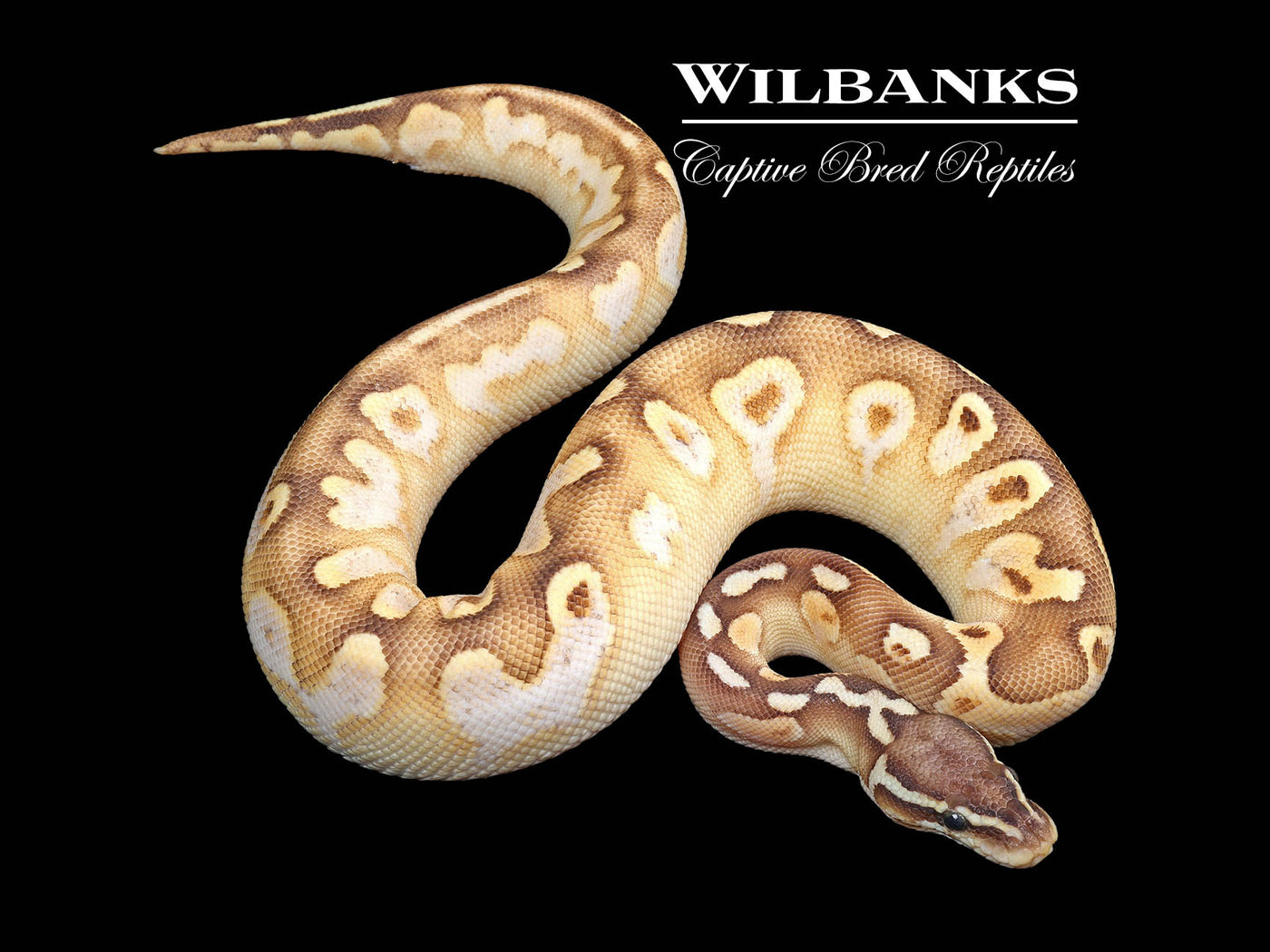 ButterFly Sugar Ball Python ♂ '24 – Wilbanks Captive Bred Reptiles