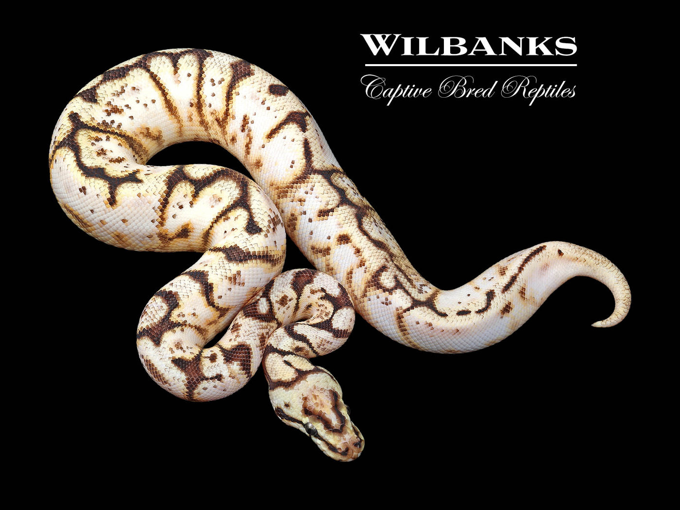 Bumble Bee Yellow Belly Ball Python ♂ '24