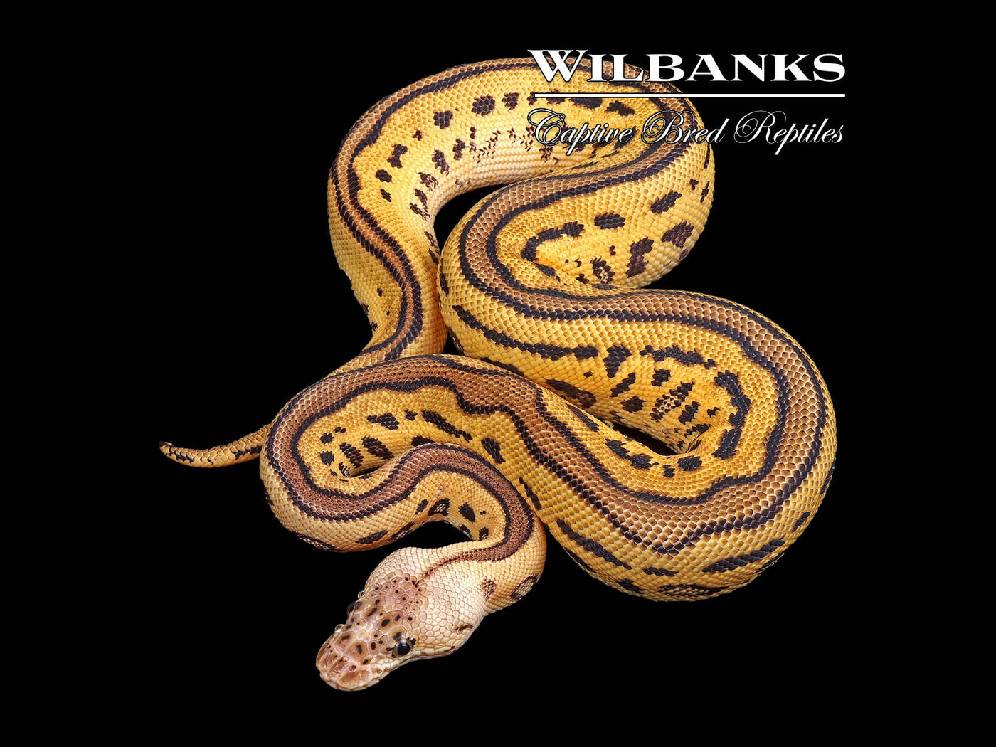 Pastel Leopard Yellow Belly Clown Ball Python ♀ '24