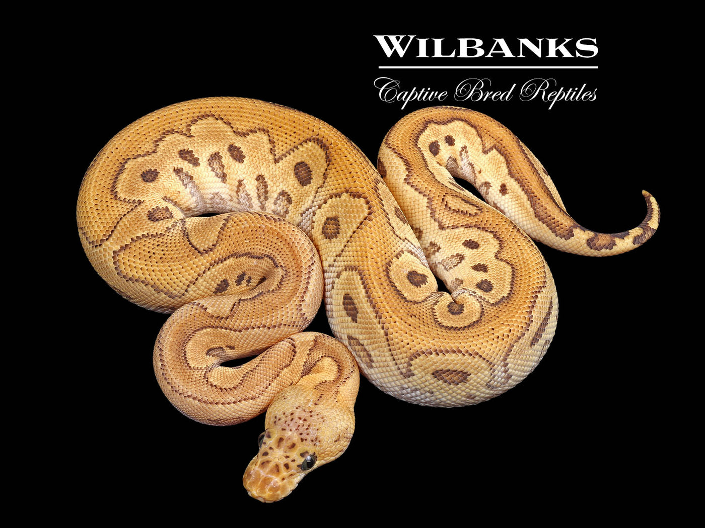 Red Stripe Pastave Clown Ball Python ♂ '24