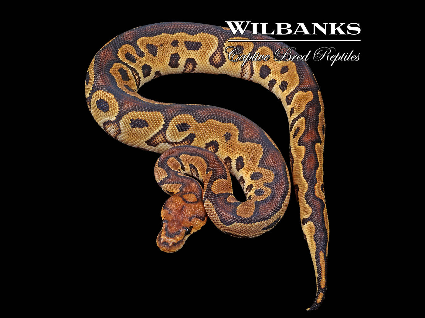 Clown Ball Python ♂ '24