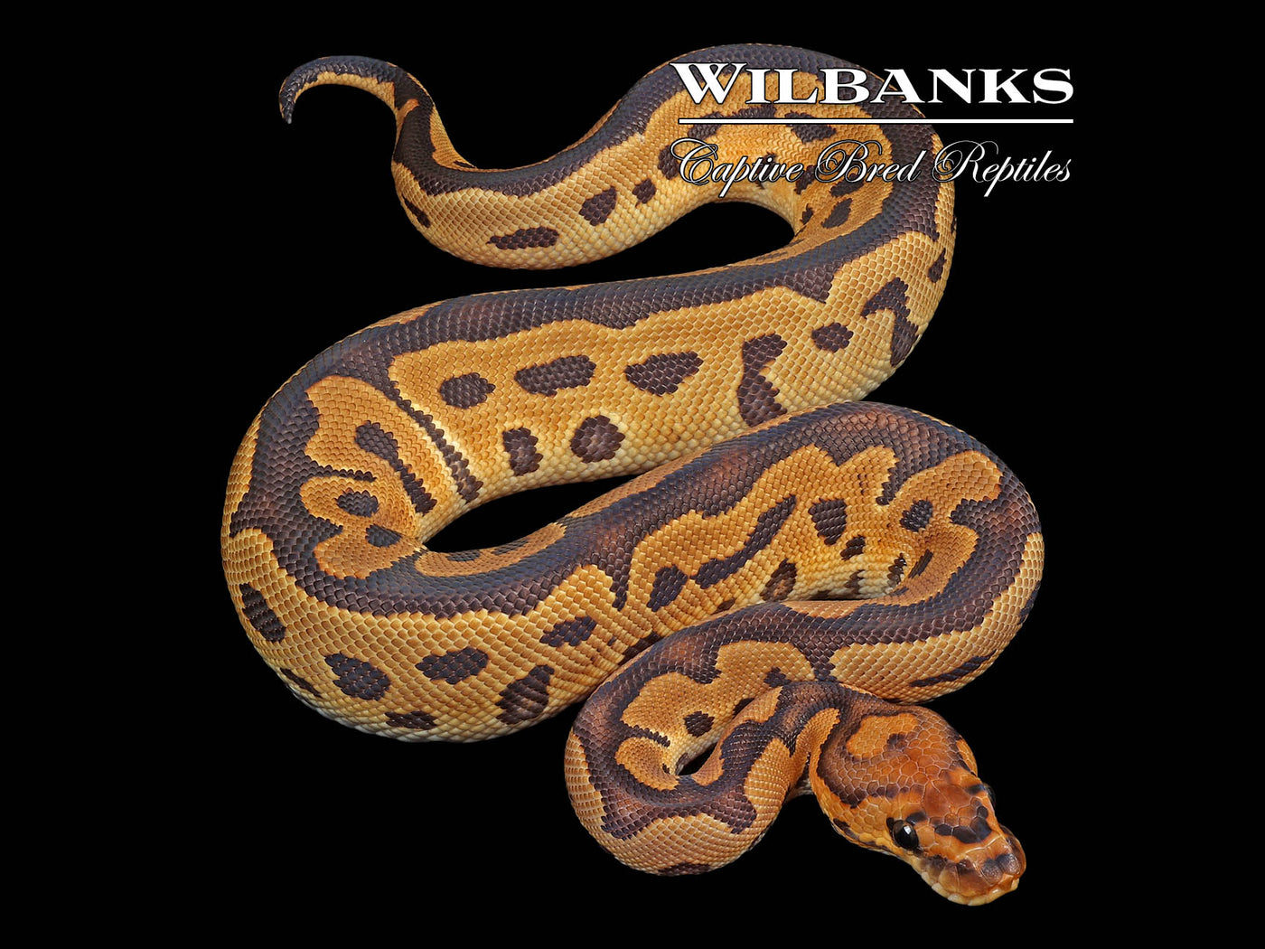 Clown 100% Het. Lavender Ball Python ♂ '24