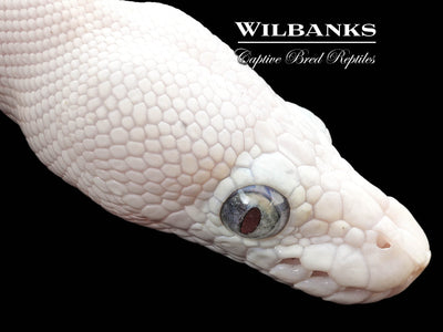 Blue Eyed Leucistic (Mocha Butter) Ball Python ♀ '24