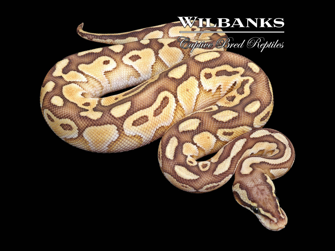 Pastel Butter 100% Het. Clown Ball Python ♂ '24