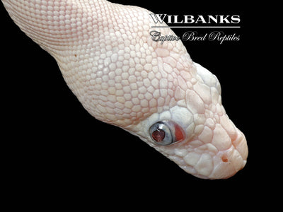 Blue Eyed Leucistic (Mojave Butter) Ball Python ♀ '24