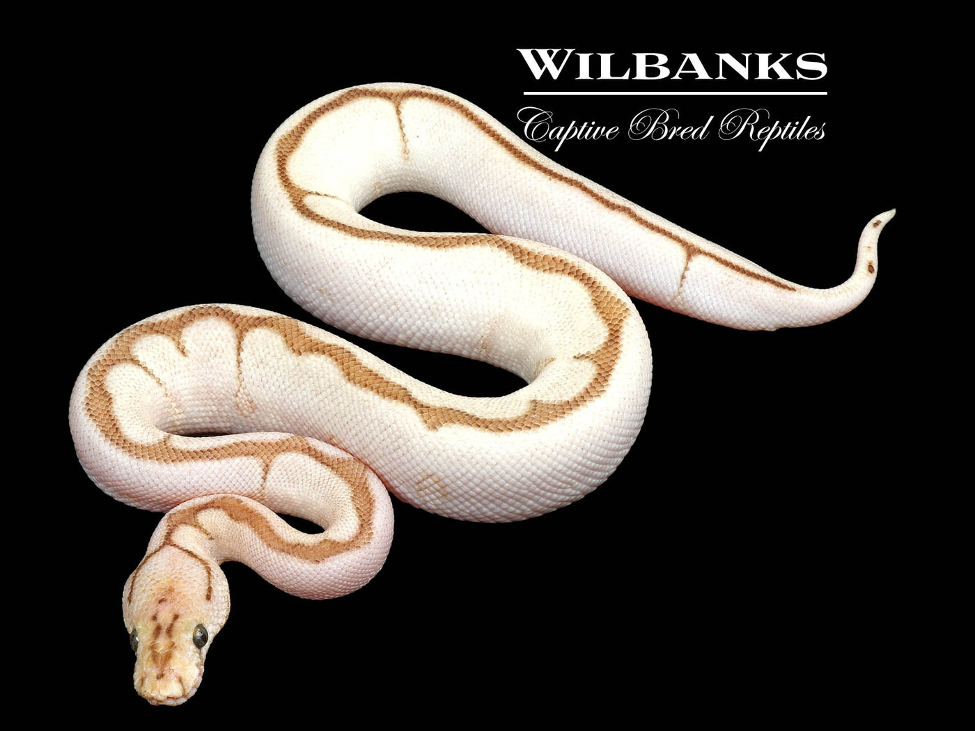 Nuclear Spider Clown Ball Python ♂ '24