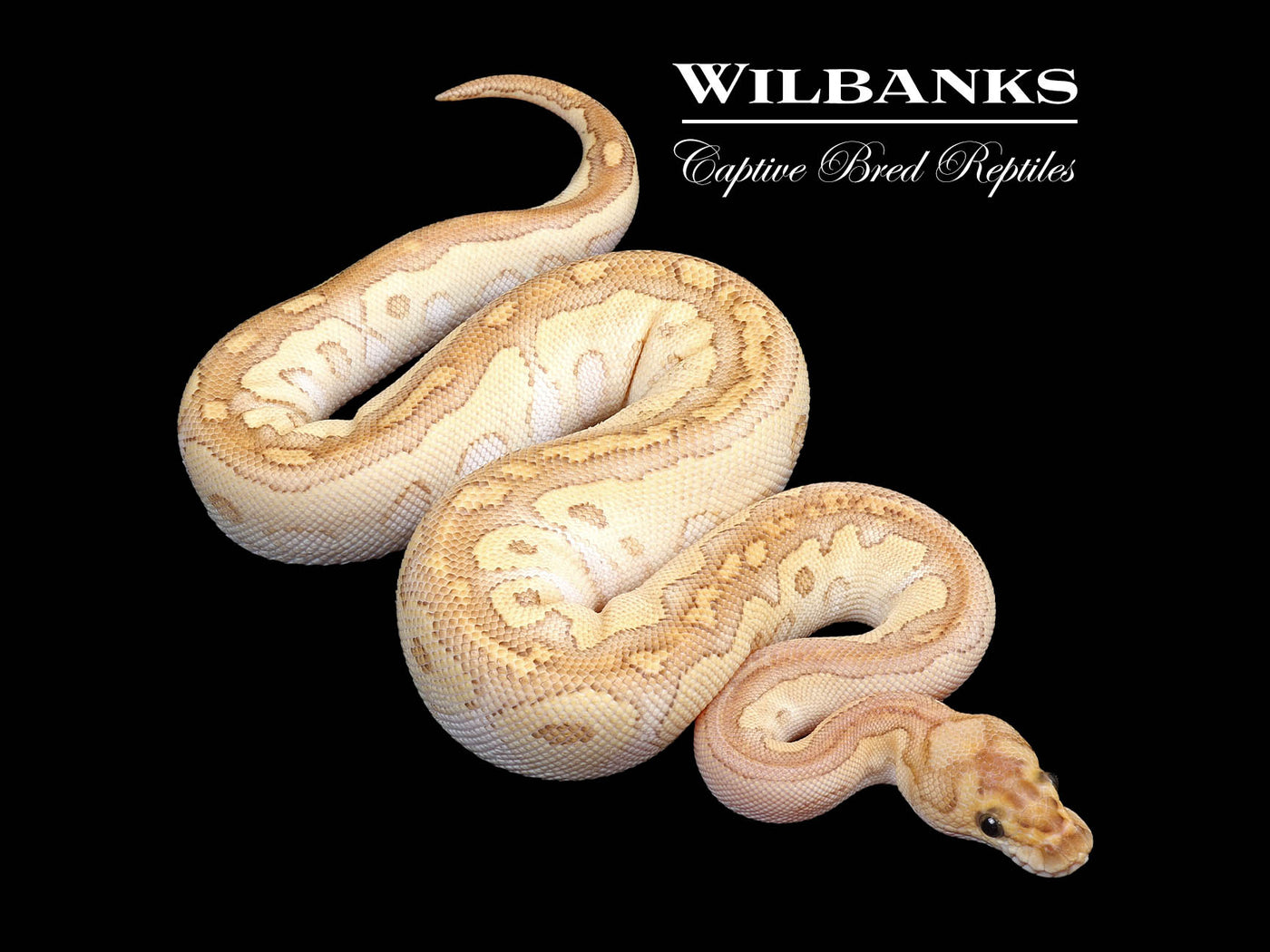 Butter Clown Ball Python ♀ '24