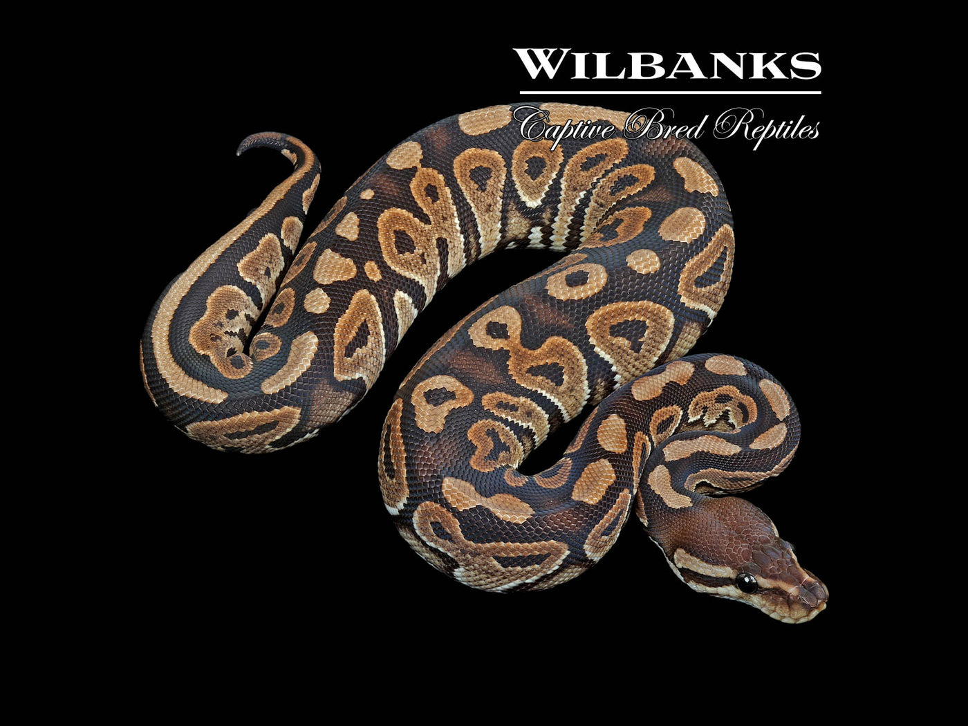 Cinnamon Ball Python ♀ '24