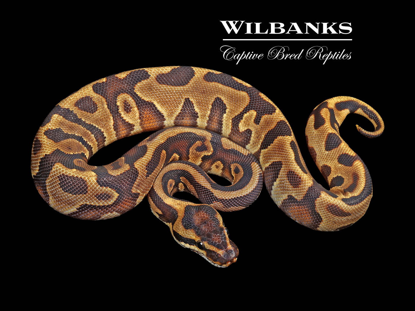 Leopard Yellow Belly or Gravel Ball Python ♀ '24