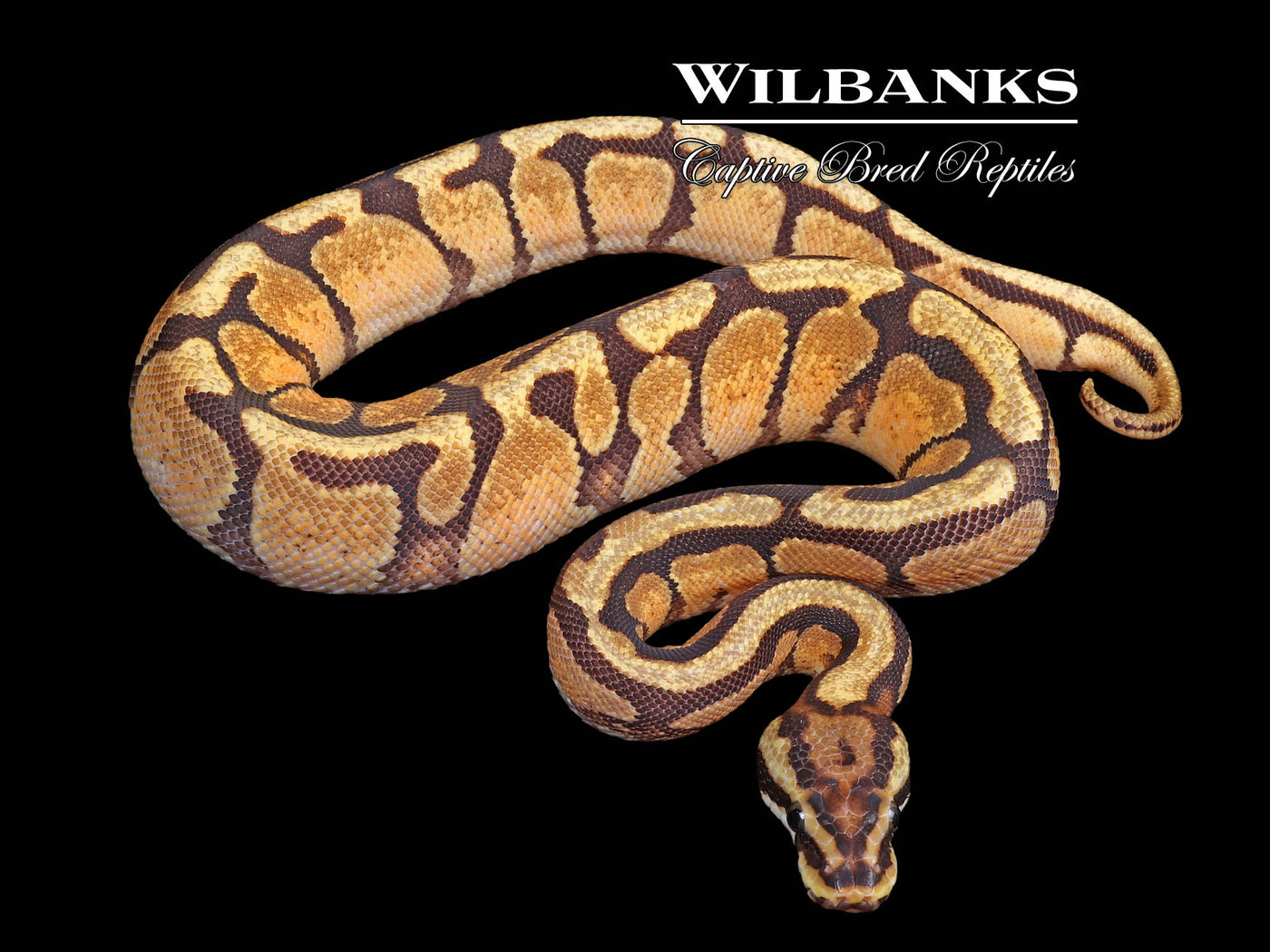 Enchi Spotnose Spark Ball Python ♂ '24