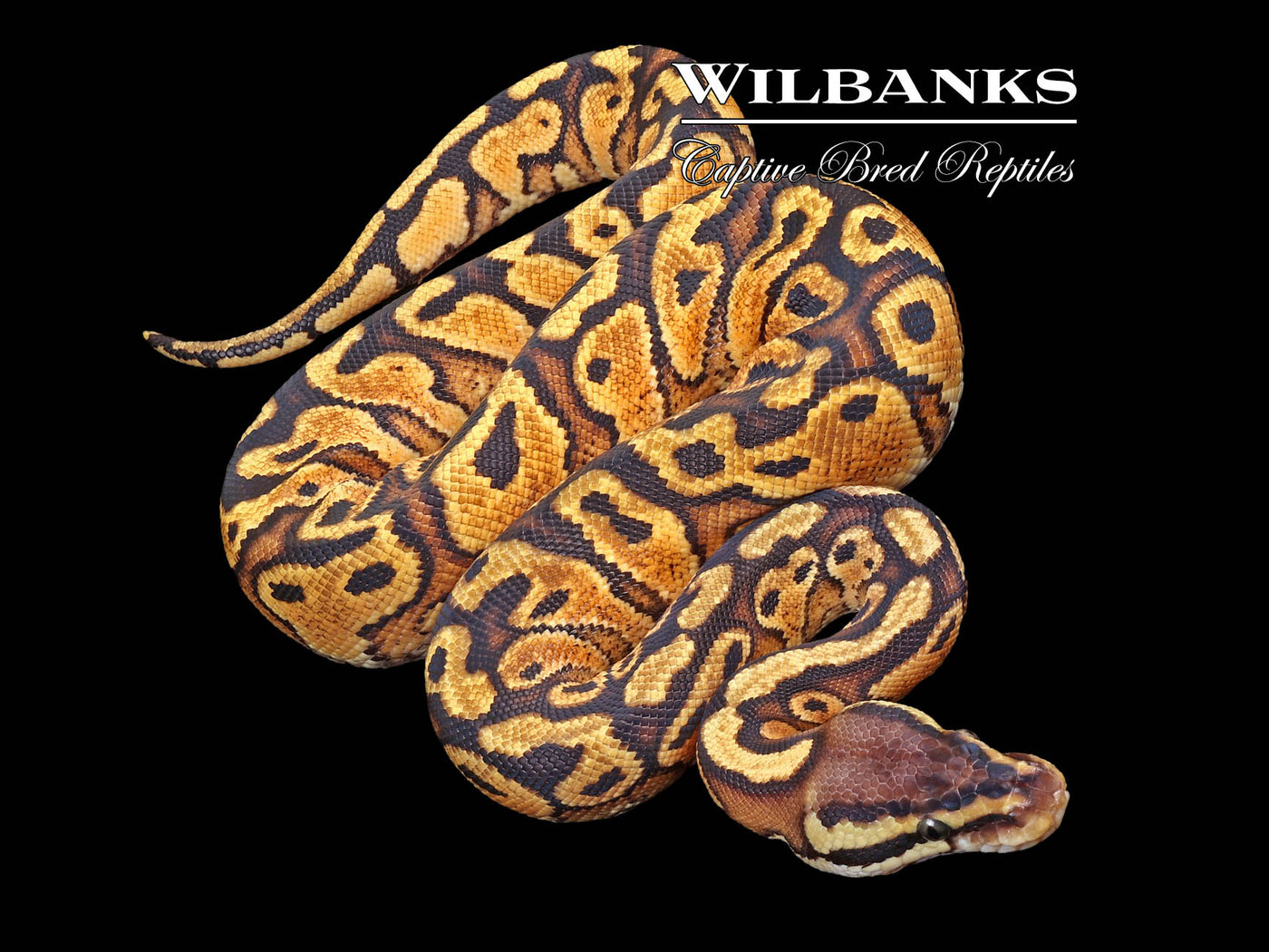 Pastel Red Stripe Ball Python ♀ '23 – Wilbanks Captive Bred Reptiles