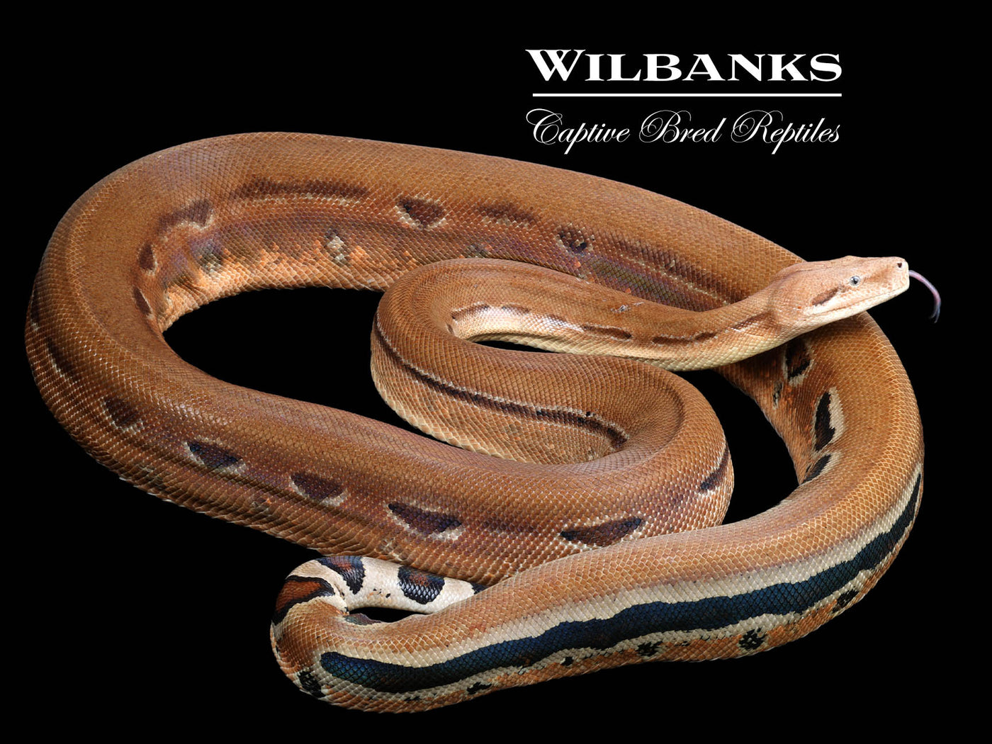 Scoria 100% Het. Sharp Albino (Proven) Boa Constrictor ♀ '17