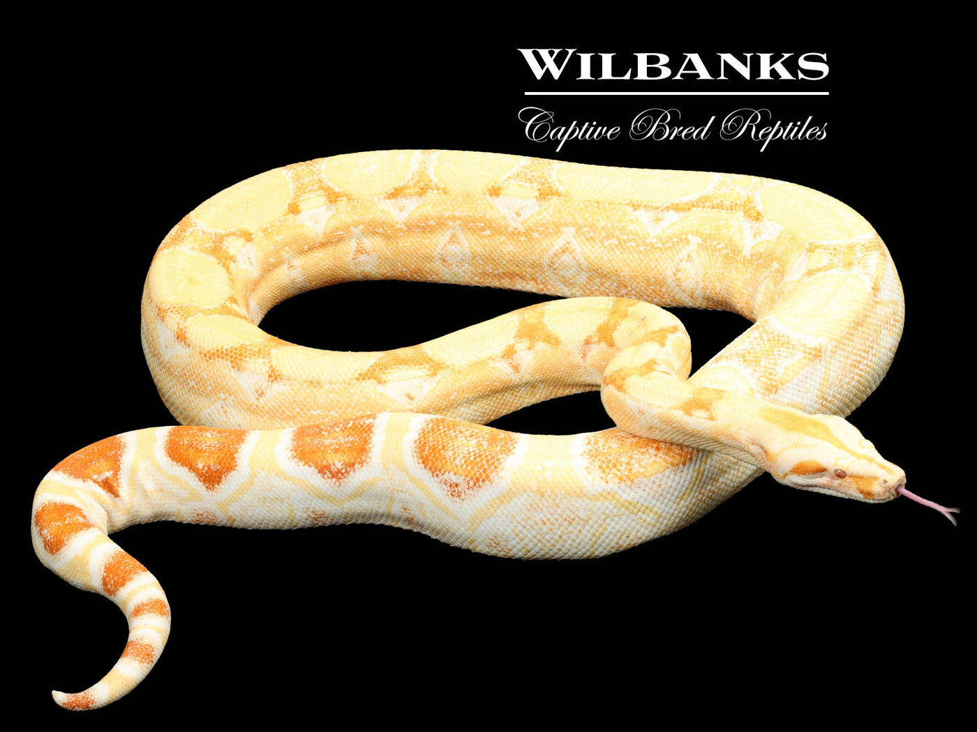 Sharp Albino Pastel Dream (Proven) Boa Constrictor ♀ '15