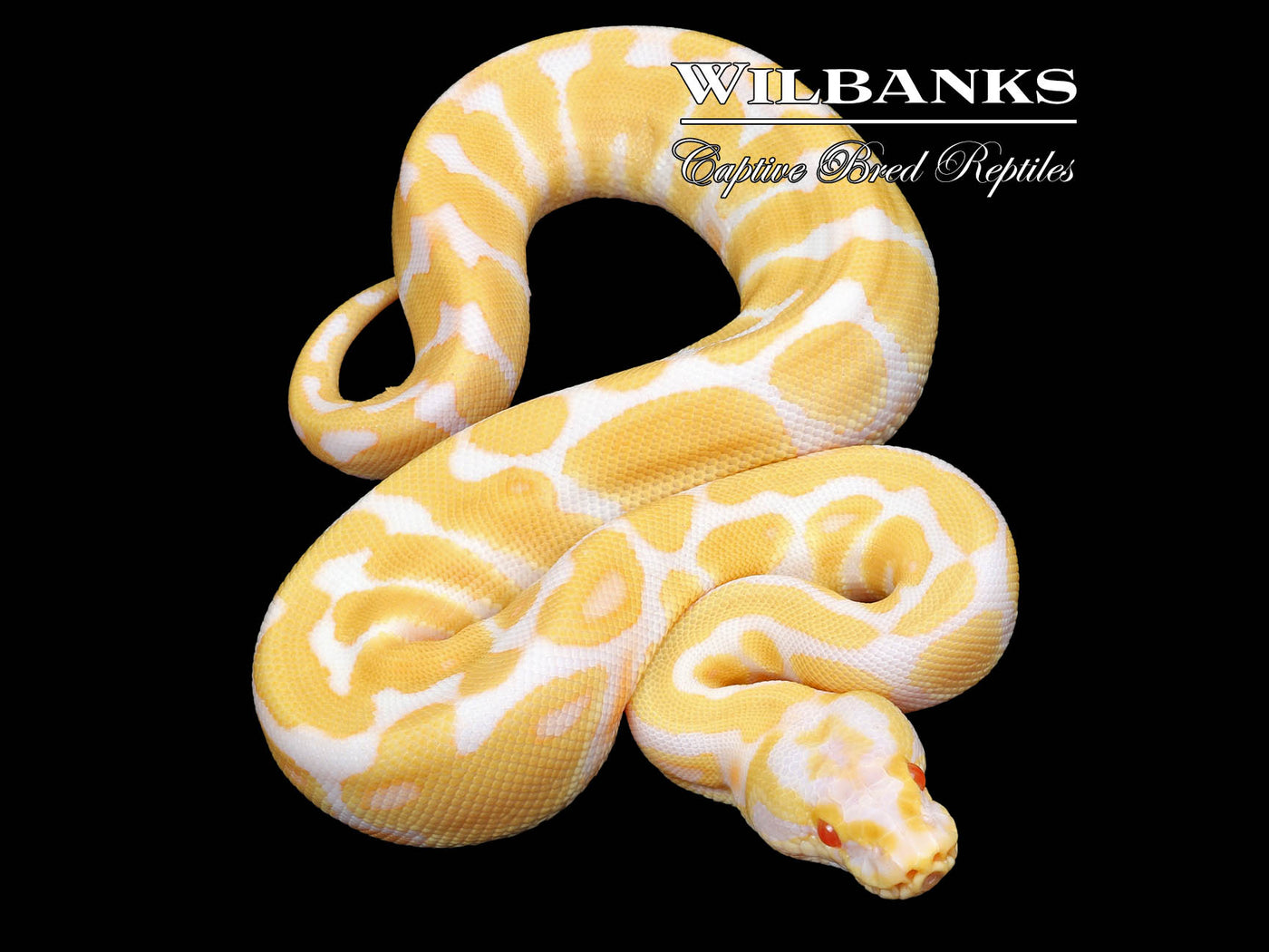 Pastel Albino Enchi Yellow Belly Ball Python ♀ '23 – Wilbanks Captive ...