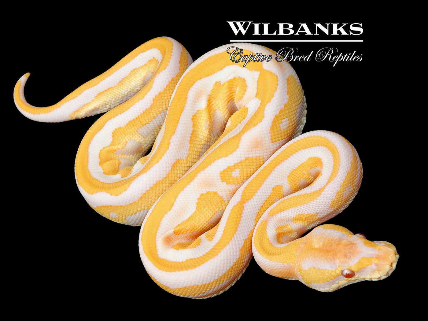 Lavender Leopard Blackhead Mojave Ball Python ♀ '23 – Wilbanks Captive ...