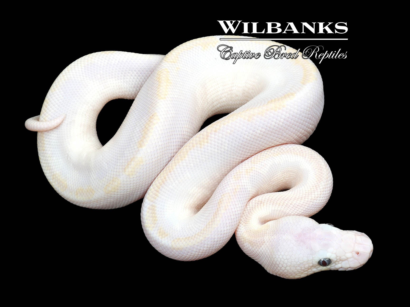 Banana Blue Eyed Lucy (Bamboo Mocha) Ball Python ♂ '23 – Wilbanks ...