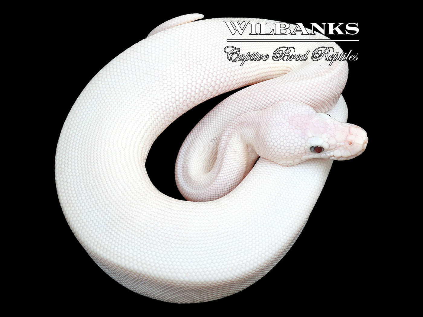 Blue Eyed Leucistic (Lucy) (Mojave Butter) Ball Python ♀ '23 – Wilbanks ...