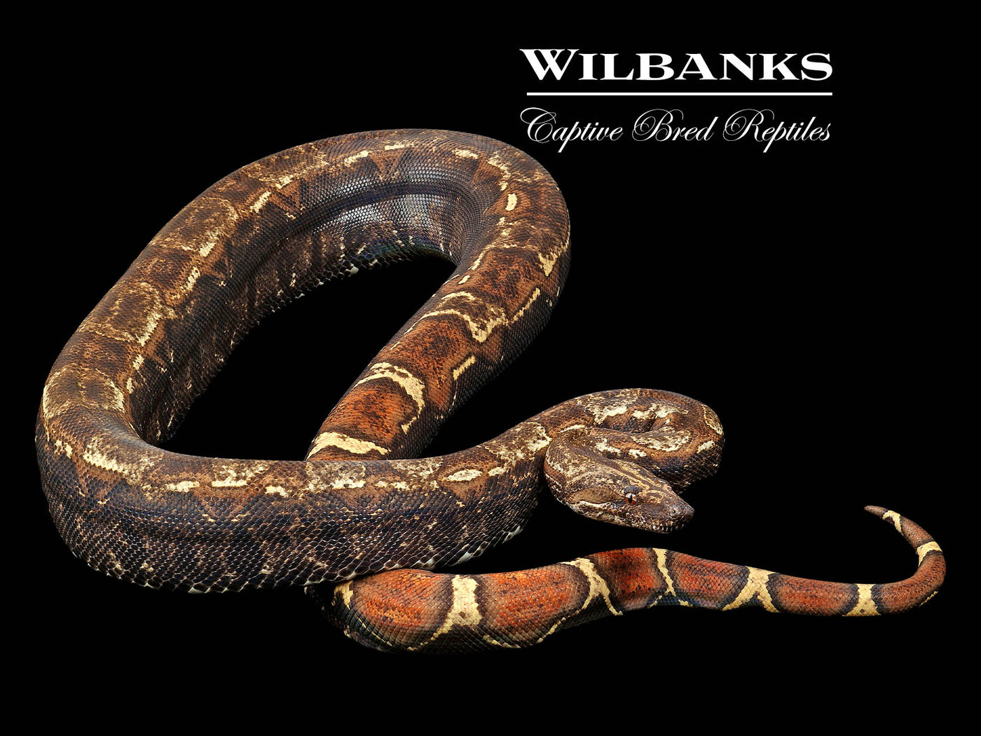 IMG VPI T+ Boa Constrictor ♀ '21