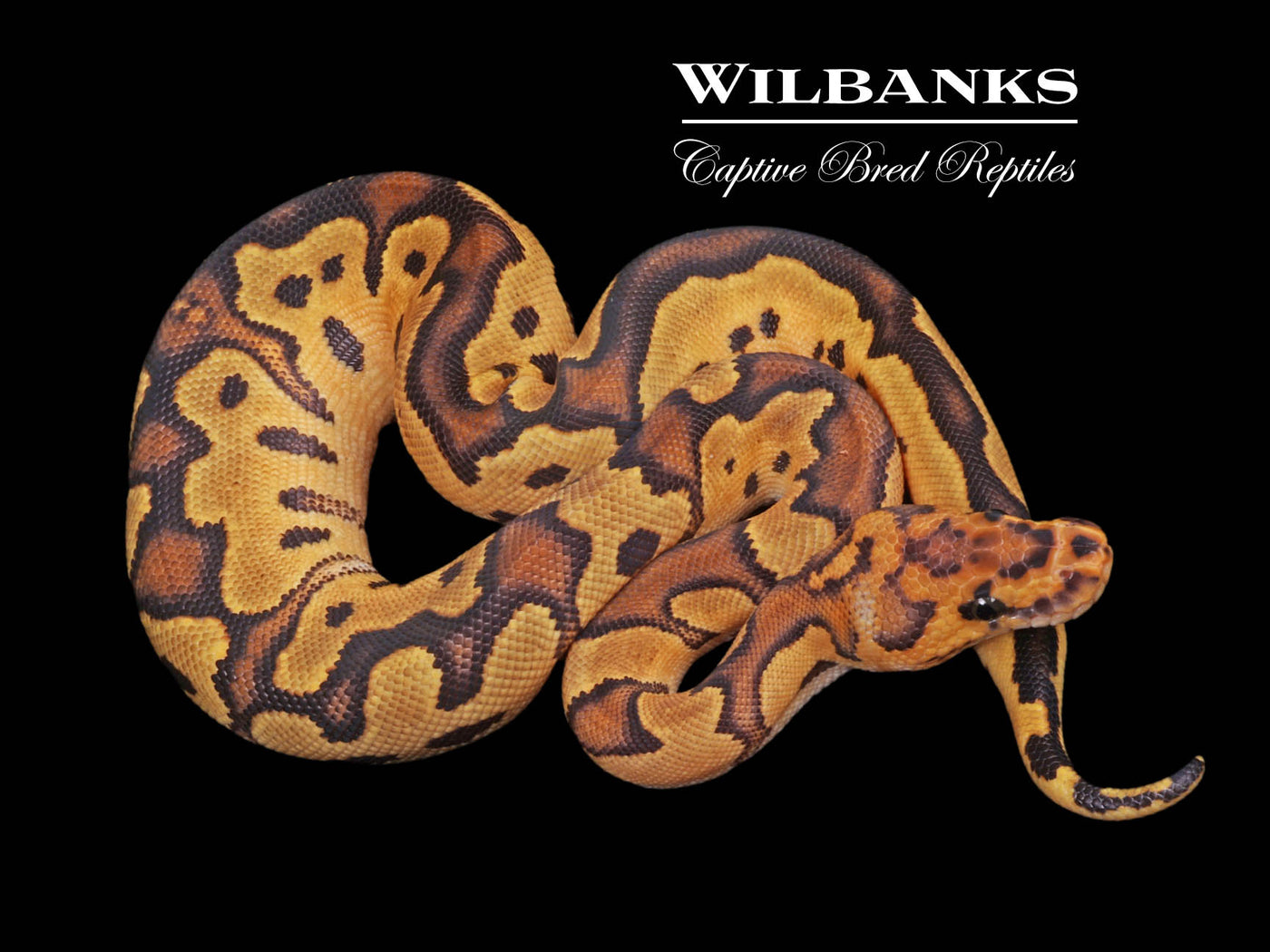 Fire Clown Ball Python ♀ '23 – Wilbanks Captive Bred Reptiles