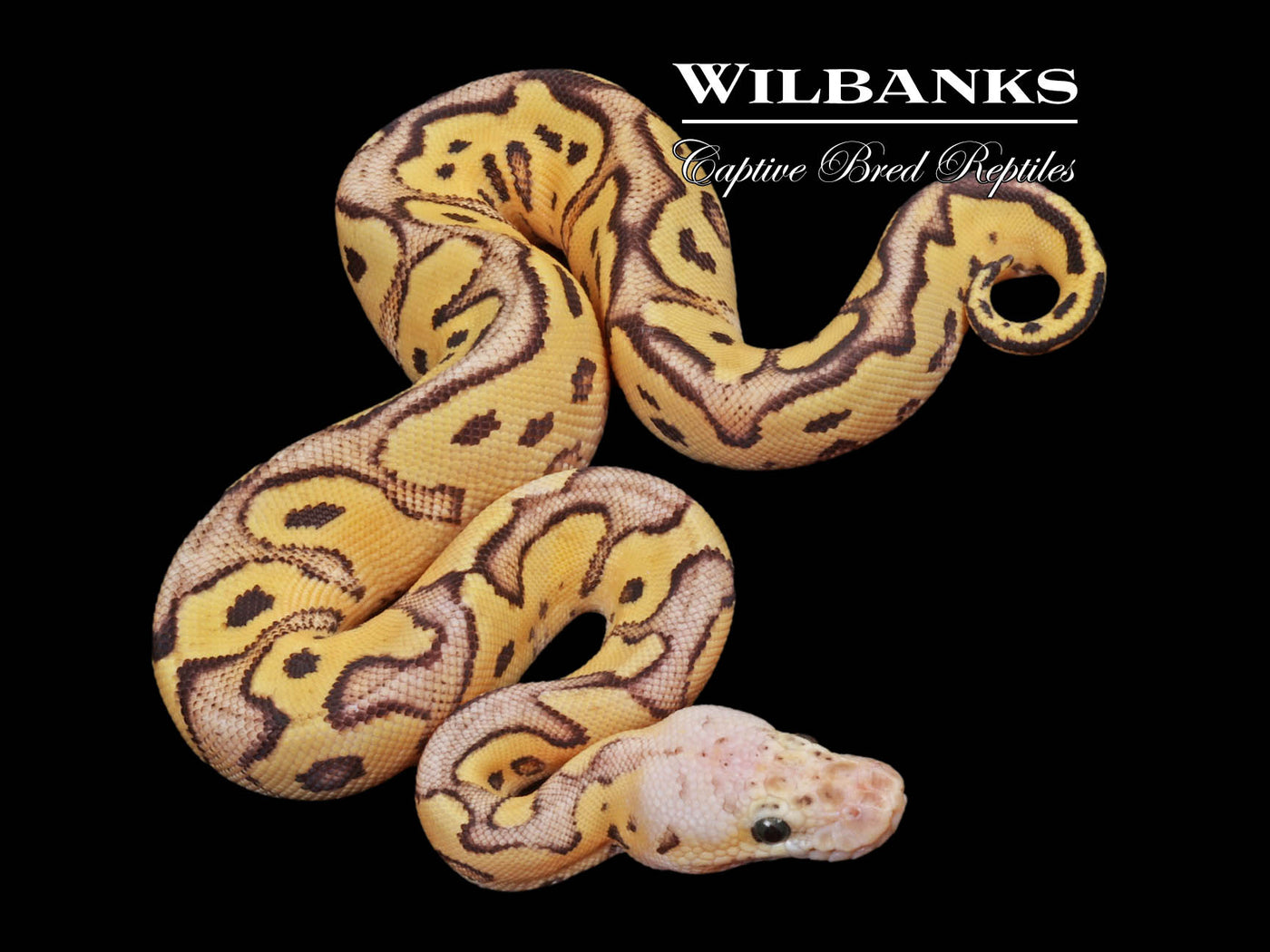 Firefly Clown Ball Python ♀ '23 – Wilbanks Captive Bred Reptiles