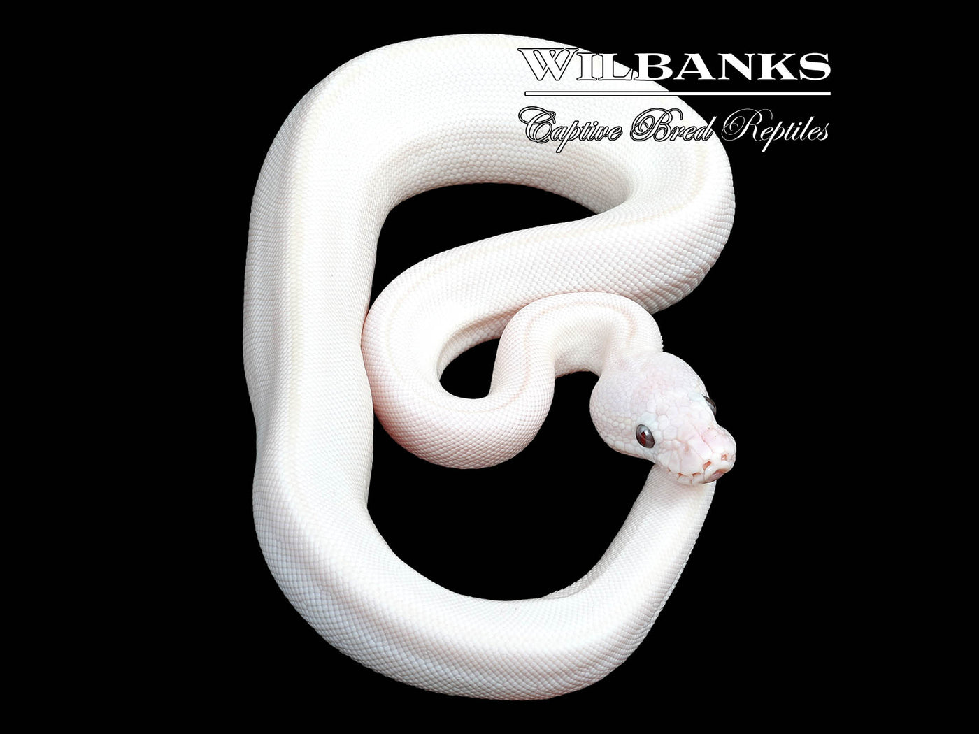 Banana Blue Eyed Lucy (Butter Mojave) Ball Python ♂ '23 – Wilbanks ...