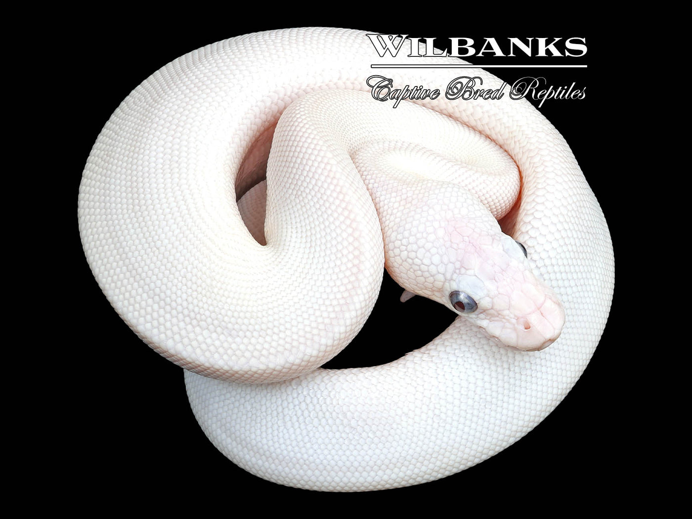 Blue Eyed Leucistic (lucy) (mojave Butter) Ball Python ♀ '23 – Wilbanks 