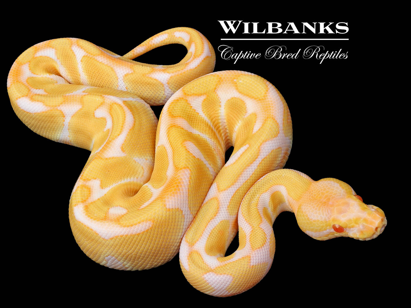 Albino Enchi Ball Python ♀ '23 – Wilbanks Captive Bred Reptiles