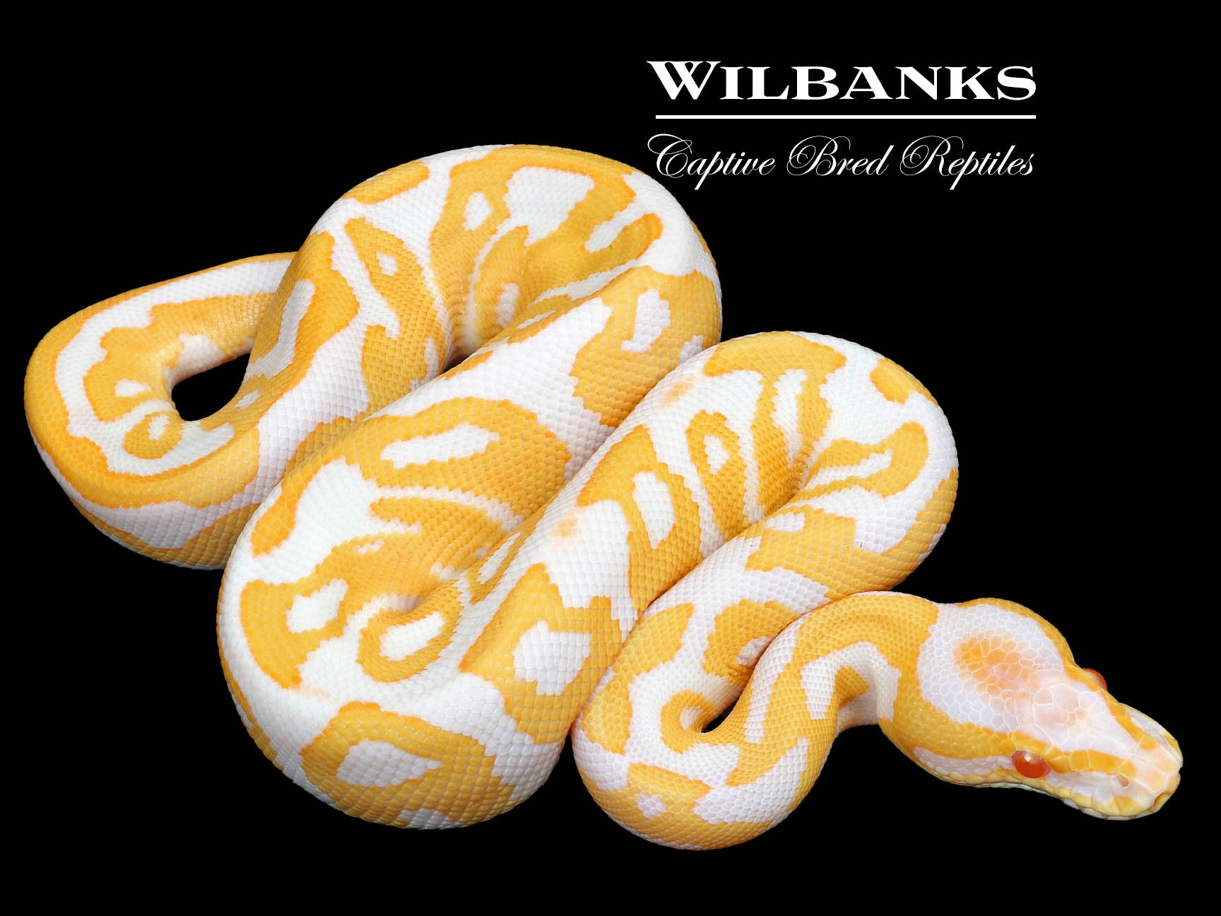 Albino Leopard Ball Python ♂ '23 – Wilbanks Captive Bred Reptiles