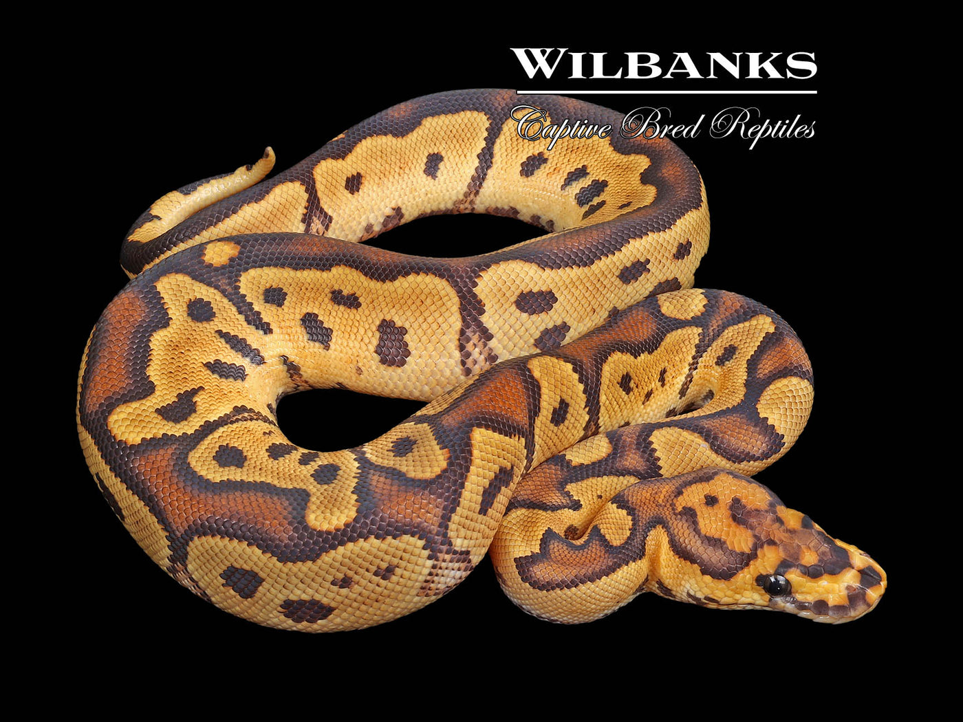 Fire Clown Ball Python ♂ '23 – Wilbanks Captive Bred Reptiles