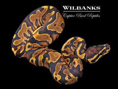 Live Rats - Wilbanks Premium Nutrition - Pickup Only – Wilbanks Captive  Bred Reptiles