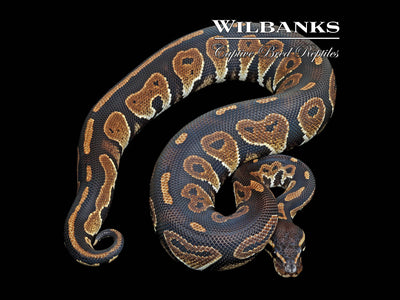 Live Rats - Wilbanks Premium Nutrition - Pickup Only – Wilbanks Captive  Bred Reptiles