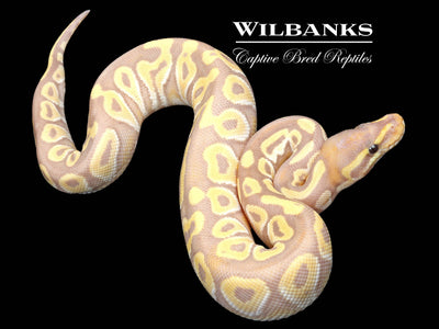 Live Rats - Wilbanks Premium Nutrition - Pickup Only – Wilbanks Captive  Bred Reptiles