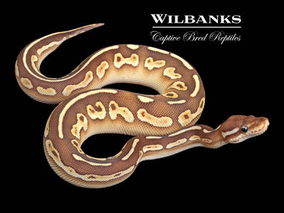 https://www.wilbanksreptiles.com/cdn/shop/files/69236258_400x.jpg?v=1704315899