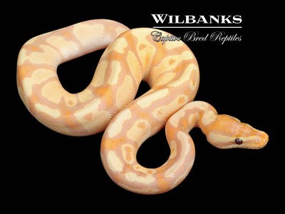 Live Rats - Wilbanks Premium Nutrition - Pickup Only – Wilbanks Captive  Bred Reptiles