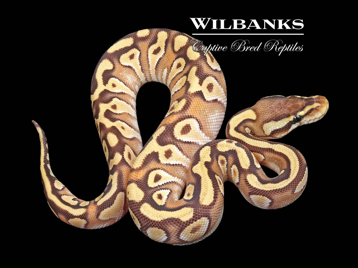 Pastel Mojave Enchi Ball Python ♀ '23 – Wilbanks Captive Bred Reptiles